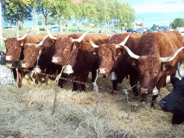 Groupe de vaches GAEC DUVAL 1ier Prix Mauriac