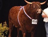 Hérode champion au sommet de l'élevage à COURNON 2016