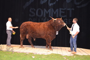 HERODE : PREMIER TAUREAU SALERS CHAMPION DISPONIBLE A L’I.A.