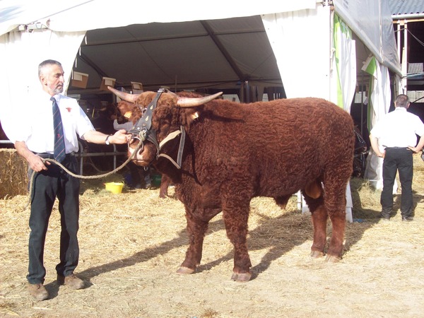 Gracieux, Petit fils de Vanlooy, fils de Denver