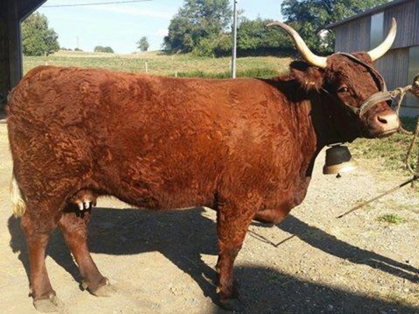 Vache 3 ans GAEC Freyssac