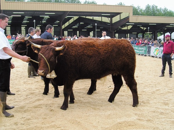 Génisse de 2 ans GAEC VANTAL