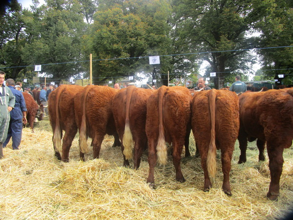 Groupe de bourettes GAEC DE PARIEU 2ième Prix comice Mauriac 2009