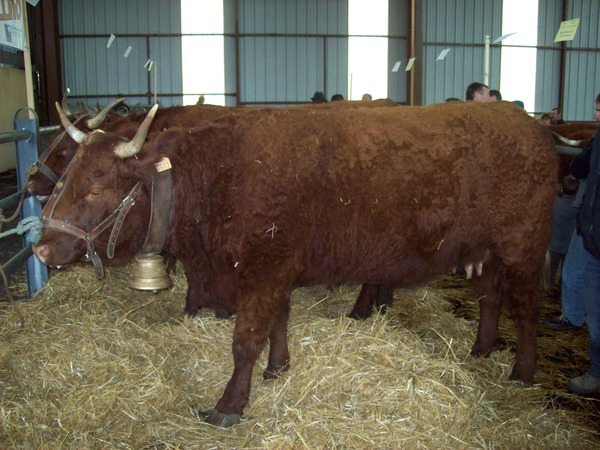 Vache de 3 ans GEAC de PARIEU