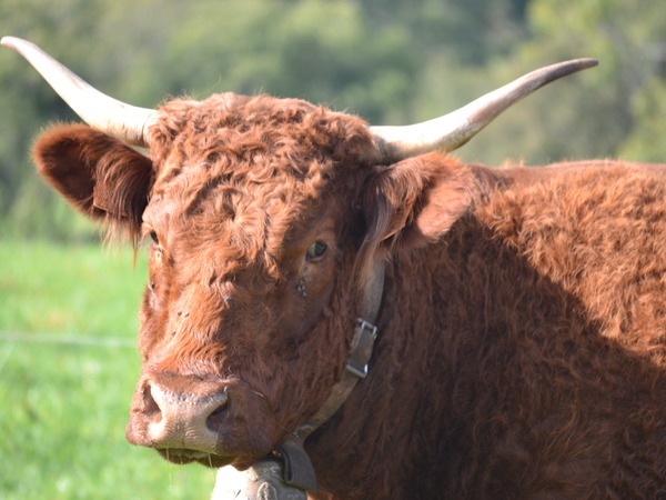 Vache de 3 ans El. J.F. VELLE