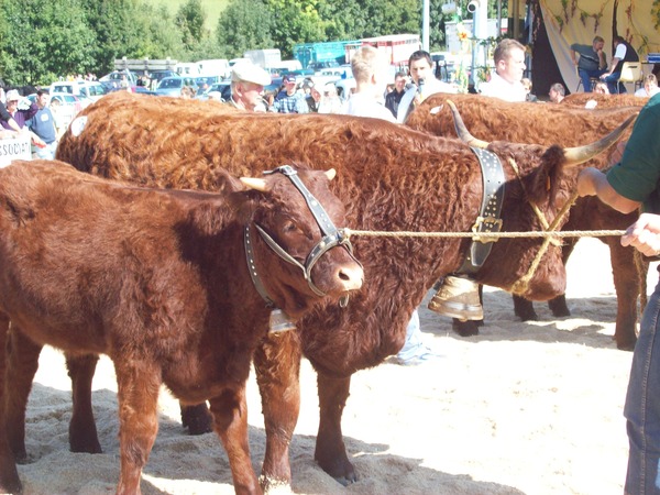 Filles à 18 mois GAEC du BUISSON