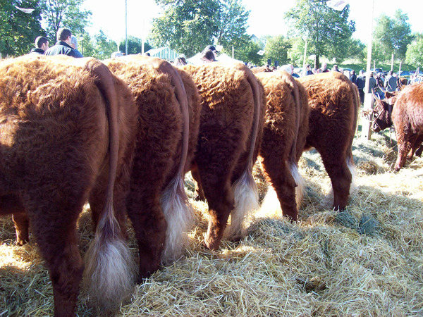 5 génisses à 18 mois G. MOREL 2ième Prix comice Saint Bonnet de Salers