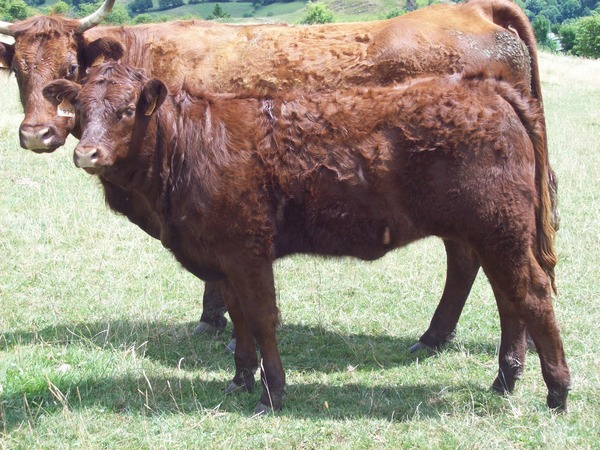 Génisse de 7 mois Lycée Agricole AURILLAC