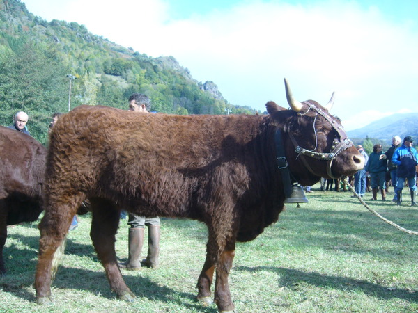 Génisse de 18 mois GAEC IRLANDE 1ier Prix comice Jou Sous Monjou