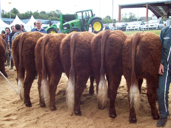 Groupe bourrettes 1 Prix 2010 MAURIAC GAEC DUVAL