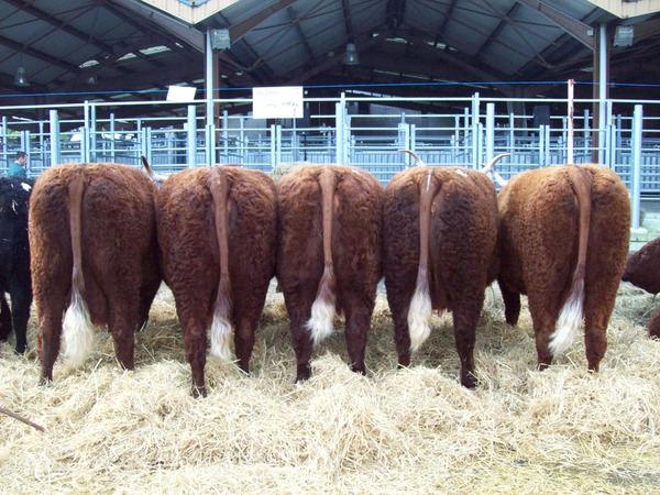 Groupe de vaches 1ier Prix 2014 MAURIAC GAEC DUVAL