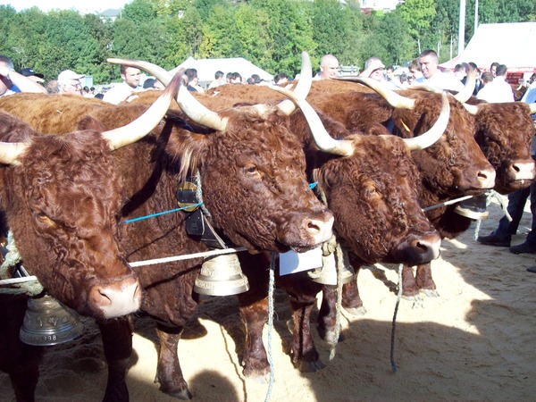 Groupe de vaches GAEC DUVAL 1ier Prix MAURIAC