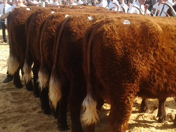 Groupe de vaches1 Prix MAURIAC 2014 GAEC DUVAL