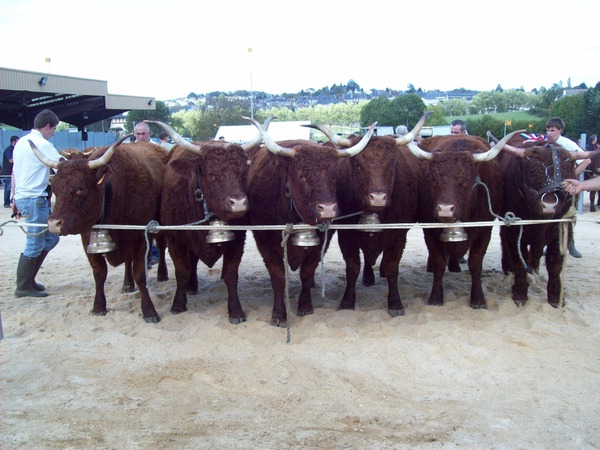 Groupe vaches + Impassible GAEC DUVAL