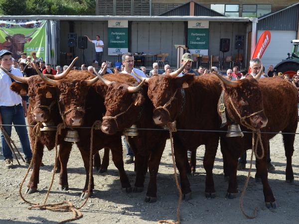 Génisses de 18 mois 1ier Prix Saint Mamet 2012 GAEC DUVAL