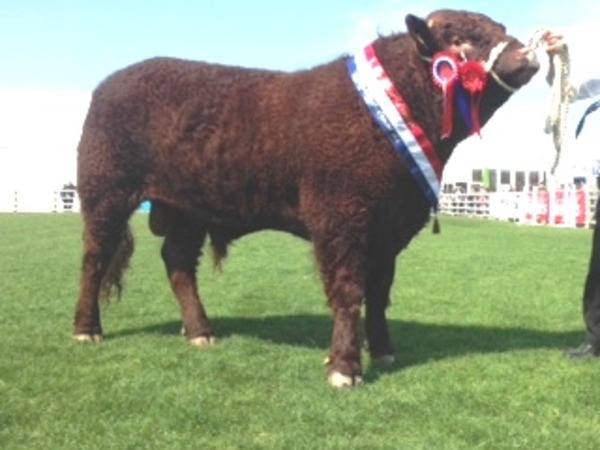 Champion mâle jeune 2016 BAMORAL SHOW M. Robert MILLAR