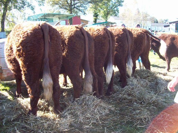 5 filles de Saphir à 4 et 5 ans 1ier Prix en groupe Aurillac El Manhes Francis