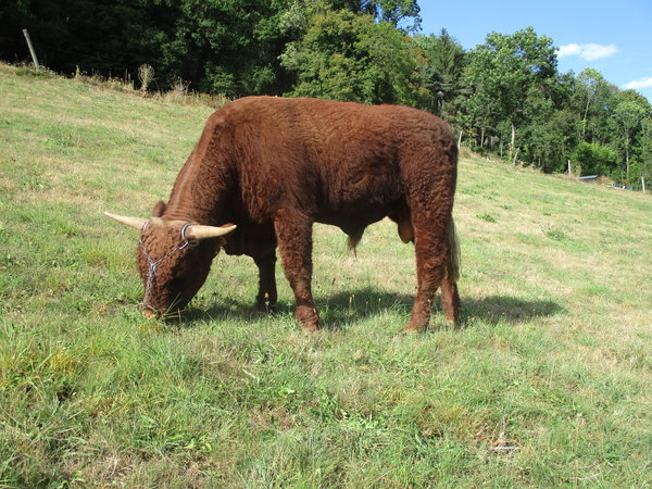 Bourret de 18 mois EARL Gaillard