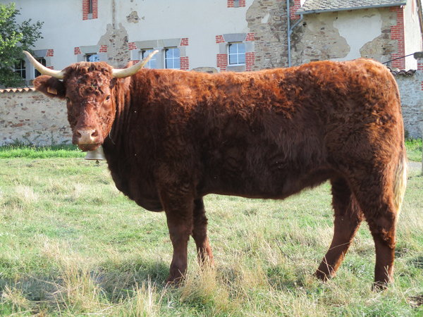 Génisse de 30 mois El Delbet