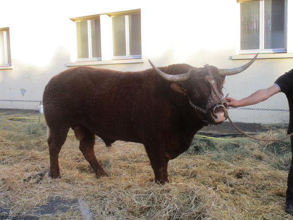 Taureau de 4 ans El Barbance