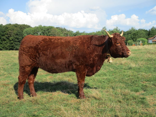 Génisse de 30 mois El Delbert