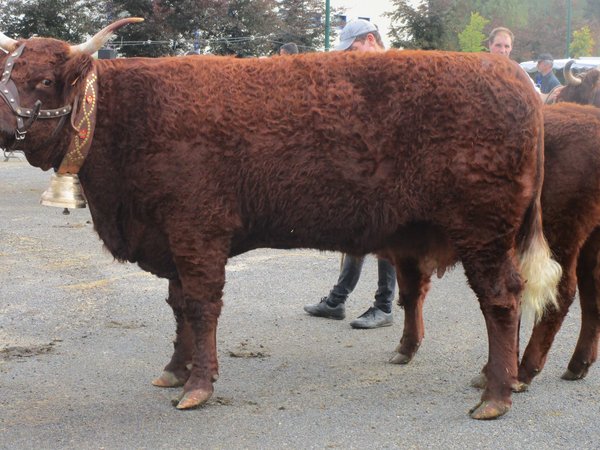 Gauffre à 6 ans Plusieurs 1ier Prix GAEC LACOMBE