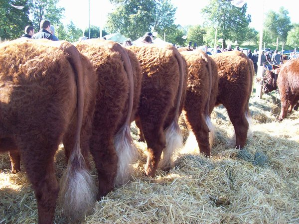 5 Filles à 18 mois GAEC des CROSES M. MOREL