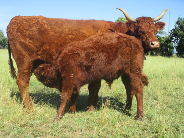 HAVANE à 4 ans GAEC des CROSES M. MOREL