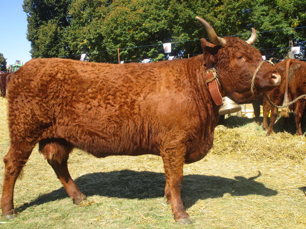 Havane à 5 ans GAEC des CROSES M. MOREL