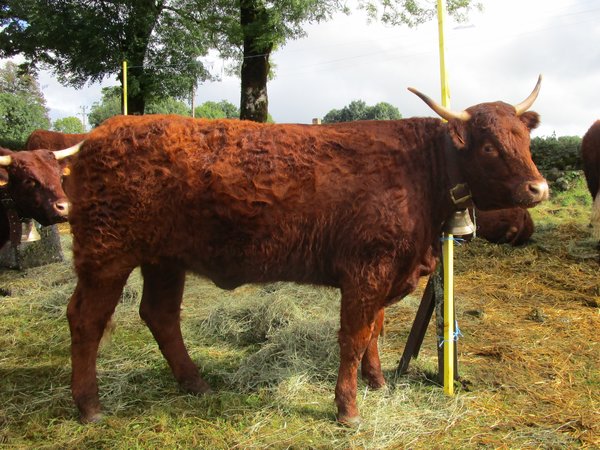 Génisse de 20 mois GAEC Phialip