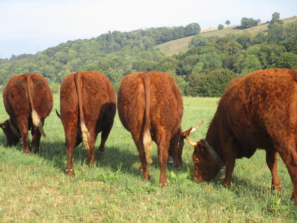 4 filles à 34 mois GAEC Phialip