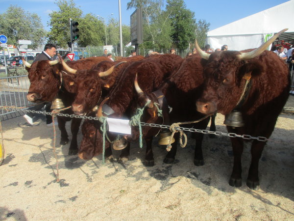 2ième Prix Gr. Doublonnes Aurillac 2019 GAEC Phialip