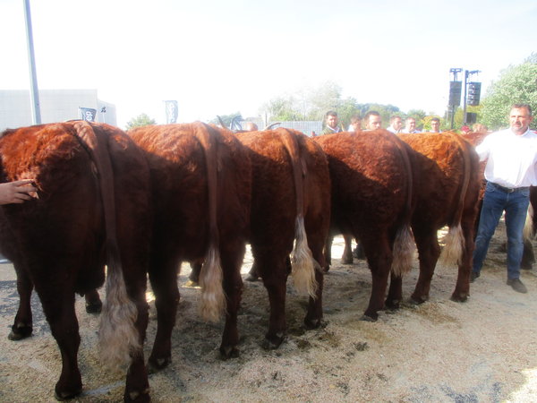 1ier Prix Gr de Vaches 2019 avec 3 descendants GAEC Phialip