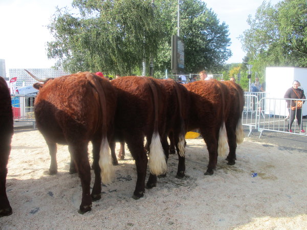 2ième Prix Gr Doublonnes Aurillac 2019 GAEC Phialip