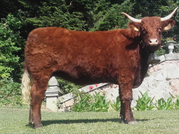 Majesté Championne à Riom Es Montagnes GAEC Salles