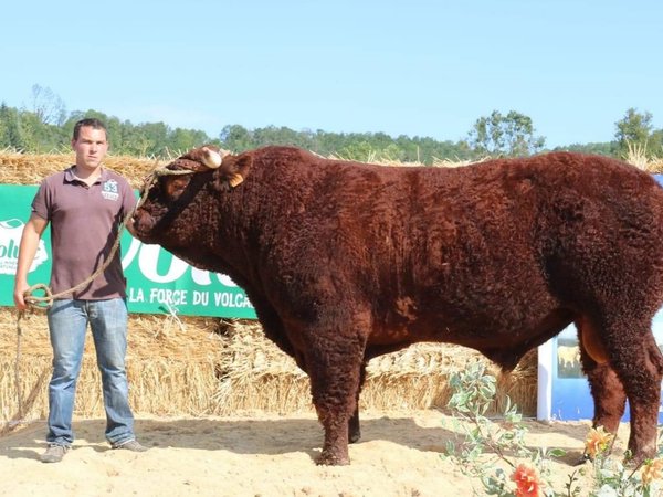 Napoleon Champion mâle St Jean des Ollières 2019 GAEC Van Simmertier