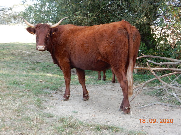 LEONIE à 4 ans (GAEC DEVAUX)