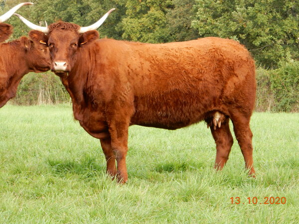 NATURALIE à 4 ans (GAEC DEVAUX)