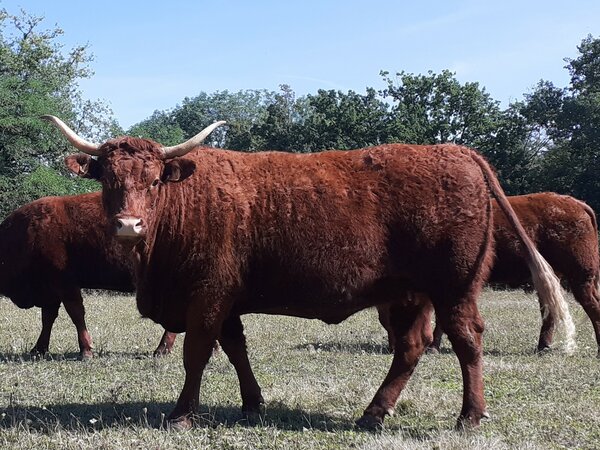 Vache de 3,5 ans (GAEC DES ASCOUEILLES)