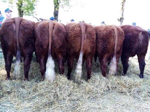 Groupe de vaches 1ier Prix St BONNET de SALERS 2020 (GAEC