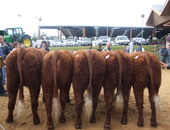 Groupe de bourettes - 1er Prix MAURIAC (Sept 2012)