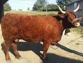 Vache 3 ans GAEC Freyssac