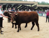 Génisse de 2 ans GAEC VANTAL