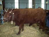 Vache de 3 ans GEAC de PARIEU