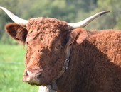 Vache de 3 ans El. J.F. VELLE