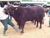 Dorien à 2 ans 1ier Prix Mauriac 2010 GAEC LACOMBE