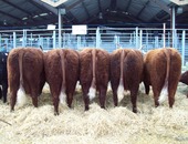 Groupe de vaches 1ier Prix 2014 MAURIAC GAEC DUVAL