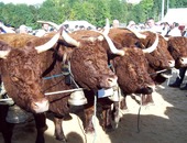 Groupe de vaches GAEC DUVAL 1ier Prix MAURIAC