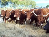 Groupe de vaches GAEC DUVAL 1ier Prix Mauriac