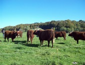 vaches GAEC DUVAL